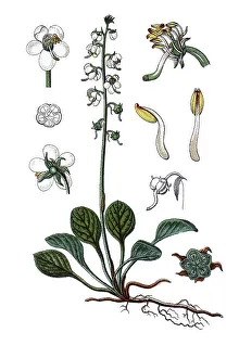 Round-leaved wintergreen (Pirola rotundifolia)