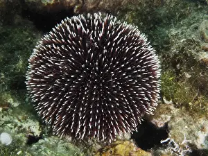 Framed Print : A round Sphaerechinus granularis (Sphaerechinus granularis) with long spines on a rocky bottom