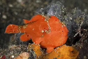 Round spotted frogfish moves fishing rod 2