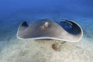 Round stingray (Taeniura grabata)