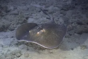 Round stingray (Taeniura grabata)