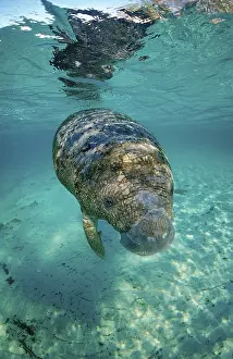 Round-tailed manatee, juvenile