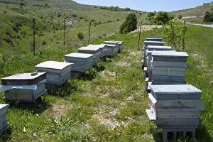 Row of beehives on a green meadow in a rural setting