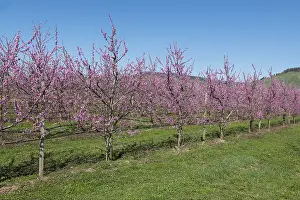 Row of blossoming peach trees in an orchard