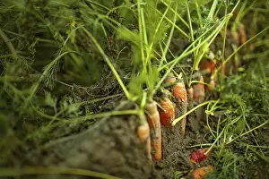 Row of carrots in the field or field at harvest time