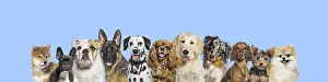 Row of different size and breed dogs over blue horizontal social media or web banner with copy space for text