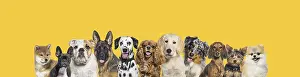 Row of different size and breed dogs over yellow horizontal social media or web banner with copy space for text