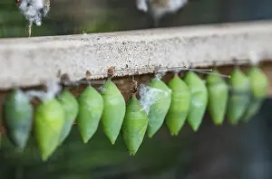 Row of green cocoons with needles attached to a wooden frame