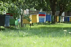 Row of hive with bees in country backyard