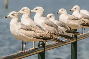 A row of white seagulls sitting on a ledge while looking at the ocean