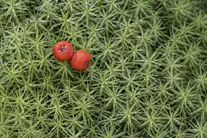 Rowan berries (Sorbus aucuparia) on common wither moss (Polytrichum commune)