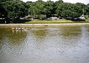 Rowing competition for boys Melbourne Grammar School, Melbourne, Victoria, Australia 1956