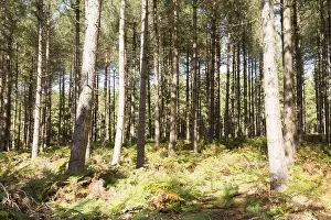 Rows of coniferous pine trees in forestry plantation