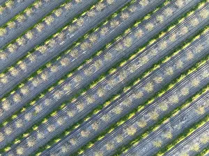 Rows of cultivated almond trees (Prunus dulcis) in the Campina Cordobesa