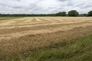 Rows of harvested wheat drying in a field under a summer cloudy sky