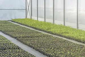 Rows of Potted Seedlings in Greenhouse