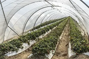 Rows of strawberry plants in tunnel cultivation