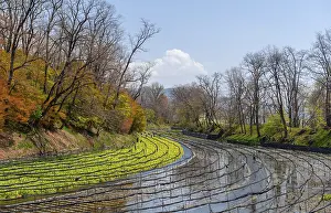 Rows of Wasabi plants in water