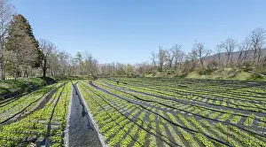 Rows of Wasabi plants in water