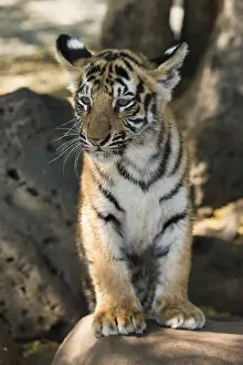 Royal Bengal tiger (Panthers tigris tigris) cub