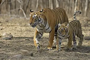 Royal Bengal tigers, mother and one small cub