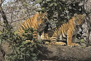 Two Royal Bengal tigers (Panthera tigris tigris)