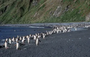 Royal Penguin (Eudyptes schlegeli) colony at beach of Sandy Bay