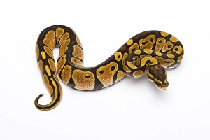 Royal Python (Python regius), Black Head Spider Het Ghost possible Het Albino