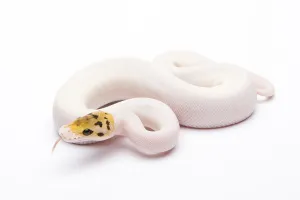 Royal Python (Python regius), Bumble Bee Piebald