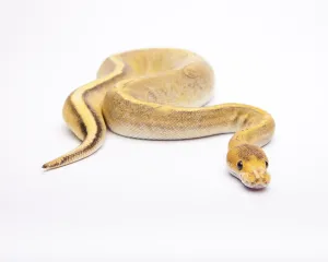 Royal python (Python regius), Champagne Calico