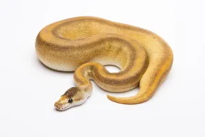 Royal python (Python regius), Champagne Cinnamon