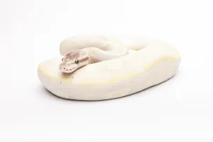 Royal Python (Python regius), Opal Diamond