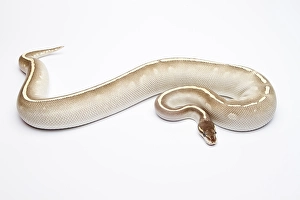 Royal python (Python regius), Phantom Mojave Het Ghost
