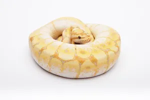 Royal Python (Python regius), Spider CG