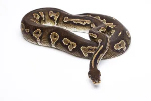 Royal python (Python regius), Super Black Head