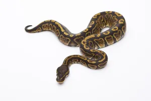 Royal Python (Python regius), Super Granite