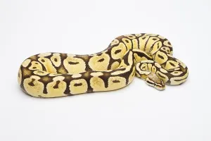 Royal python (Python regius), Super Pastell Vanilla