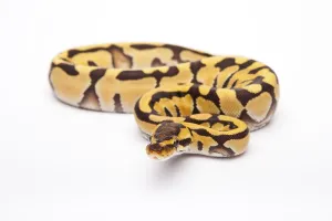 Royal Python (Python regius), Tiger