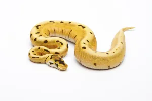 Royal Python (Python regius), Tiger Spider