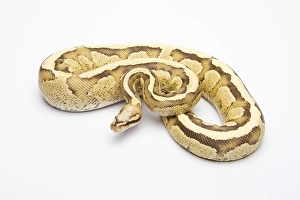 Royal python (Python regius), Vanilla Cream