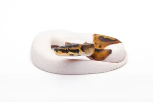 Royal Python (Python regius), Willi Obermayer reptile breeding