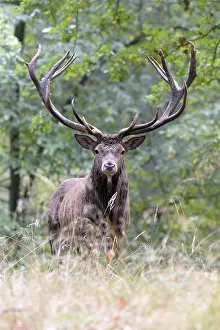 Royal stag, red deer (Cervus elaphus) stands in autumn forest