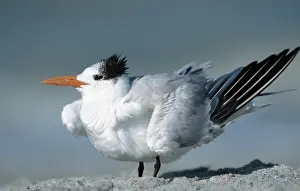 Royal Tern (Thalasseus maximus) Sanibel Island
