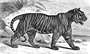 Royal tiger, Felis tigris, digitally restored reproduction of an original from the 19th century