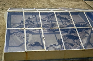 Royal tombs at ancient city of Salamis, Famagusta, Northern Cyprus, Europe 1973 - tomb 47 skeleton of horses under glass frame