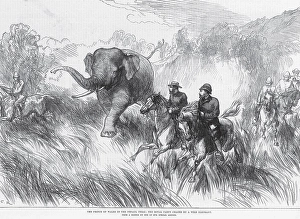 Royalty on Tour The Prince of Wales in the Nepaul Terai Nepal Royal party chased by Wild Elephant