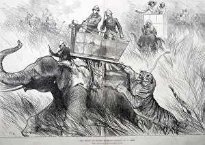 Royalty on Tour The Prince of Waless Elephant Charged by Tiger, India, As ia