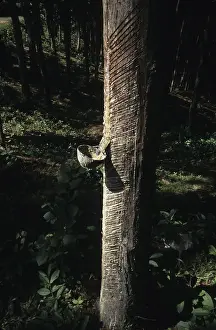 Rubber tree (Hevea brasiliensis)