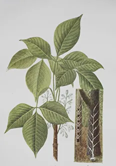 Rubber tree (Hevea brasiliensis) or para-rubber tree