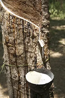 Rubber tree Latin name Hevea Brasiliensis harvest